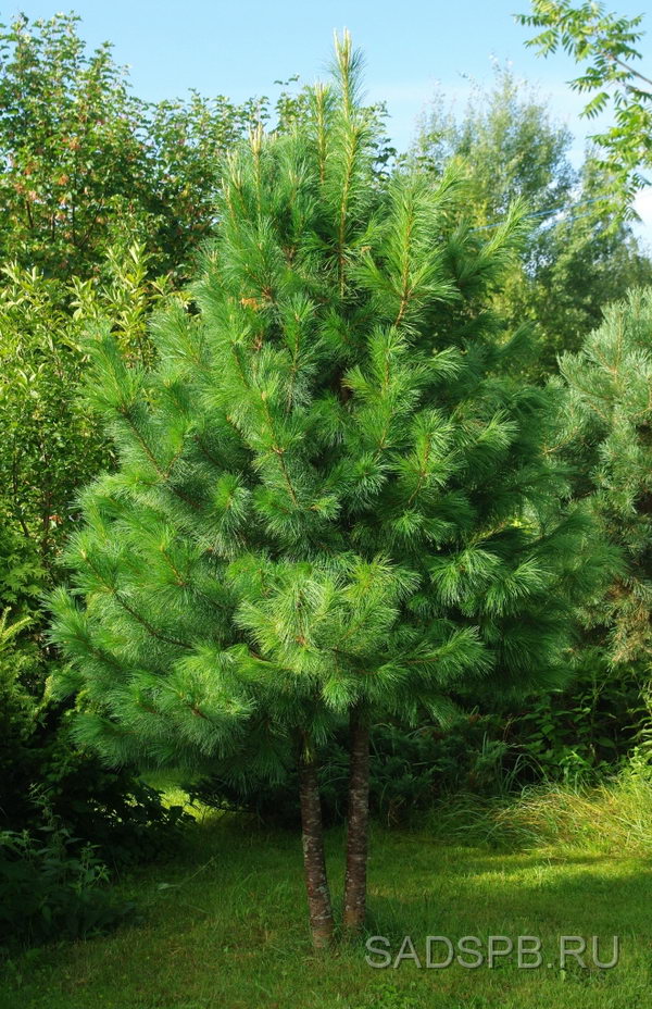 Pinus sibirica, кедр сибирский